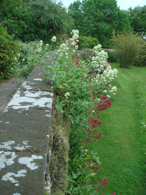 Centranthus ruber en melange